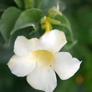 Allamanda White - আলমানডা সাদা