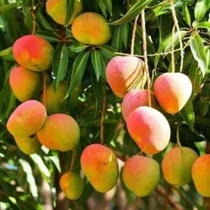 bari 4 mango plant