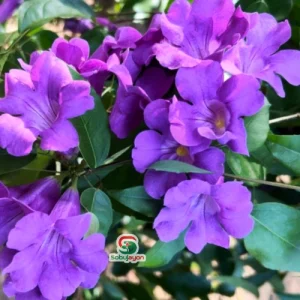 পারপেল ভাইন - Purple Vaine