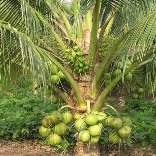 ভিয়েতনামী নারিকেল গাছ