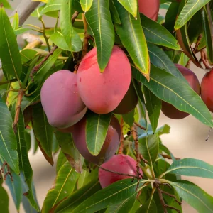 জাপানি মিয়াজাকি আম গাছ - japani miyajaki mango tree