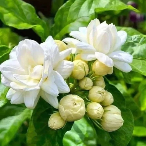 Roy Beli Plant
