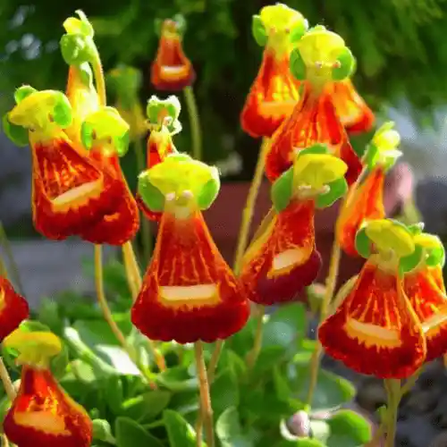 Alien Flower