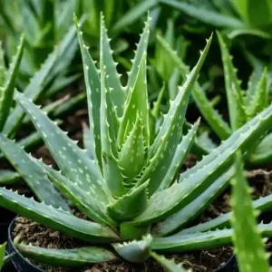 Aloe Vera