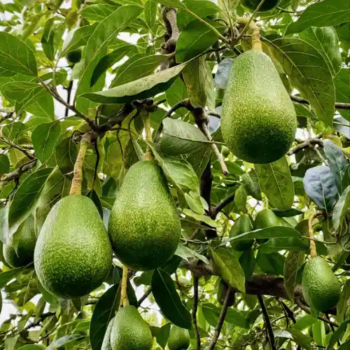 Avocado Fruits Tree