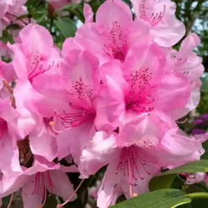 Azalea Pink