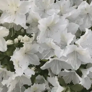 Azalea White