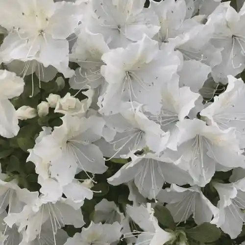 Azalea White
