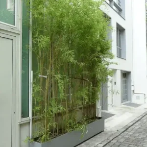 Bamboo Plant