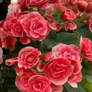 Begonia
