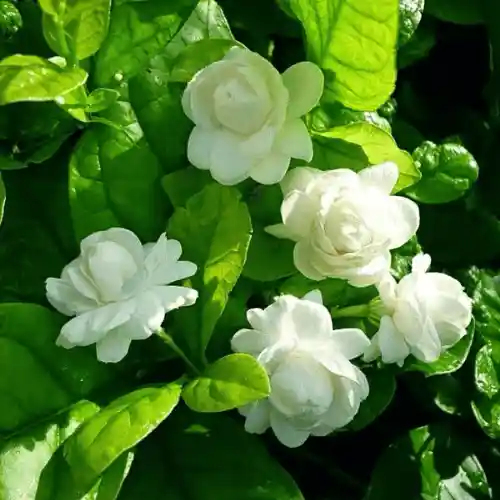 Beli Flower Plant