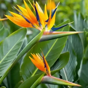 Bird of Paradise