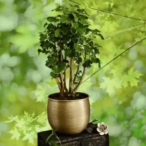 Biscuit Patabahar Indoor Plant