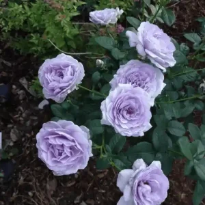 Blue Moon Rose