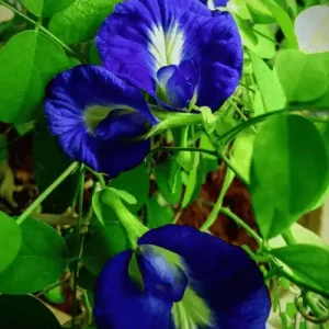 Blue Oparajita