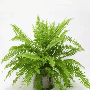Boston Fern