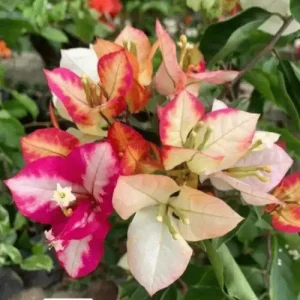 Bougainvillea Chitra