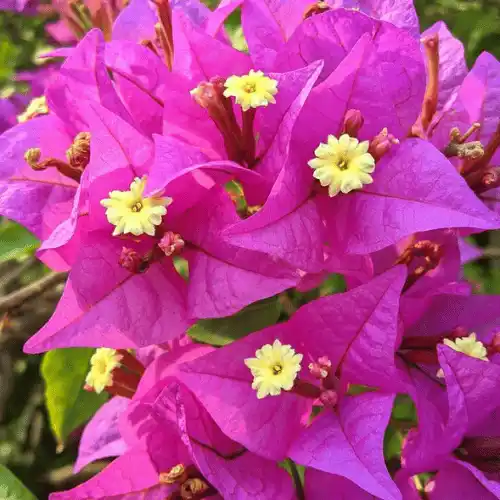 Bougainvillea Pink