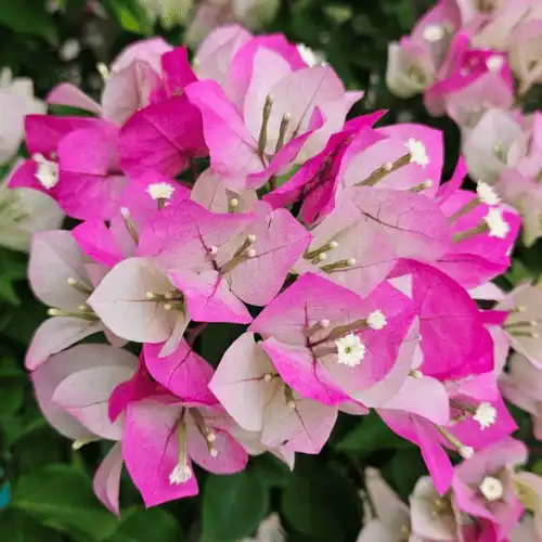 Bougainvillea Thima