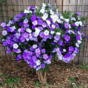 Brunfelsia