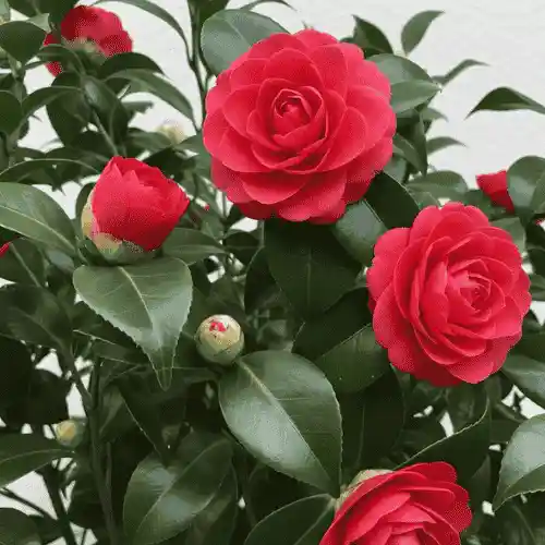 Camellia Red