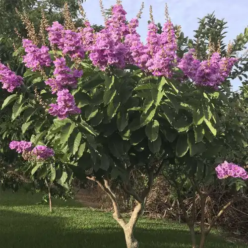 বেগুনি চেরি গাছ