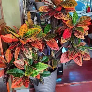 Colorful Patabahar Plant