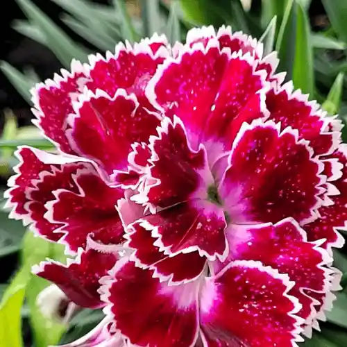Dianthus Flower