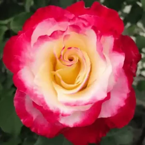 Double Delight Rose