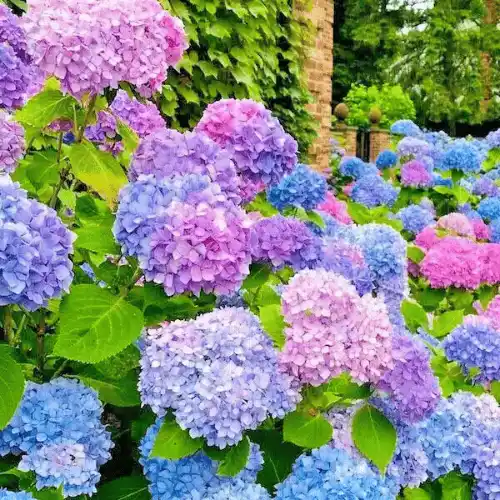 Hydrangea Flower