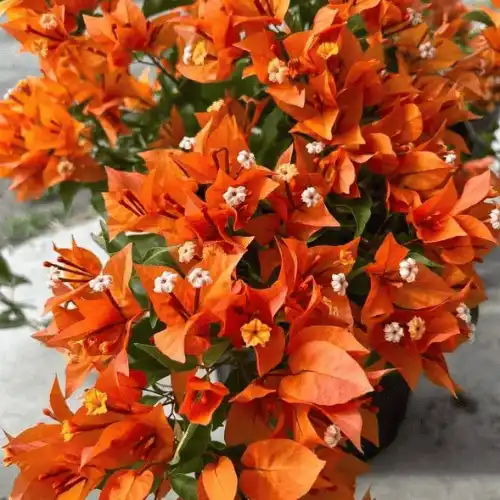 Orange King Bougainvillea
