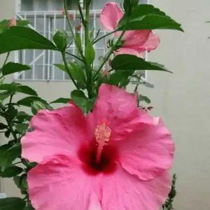 Pink Hibiscus