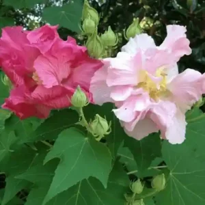 স্থলপদ্ম