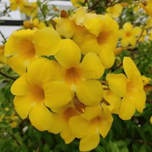 allmanda dubble yellow