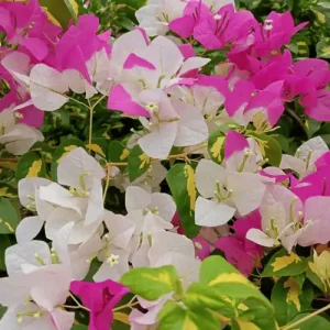 Bougainvillea Doctor Roy