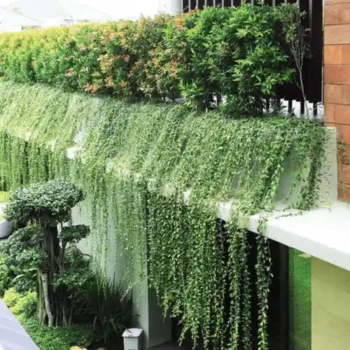 curtain creeper plant