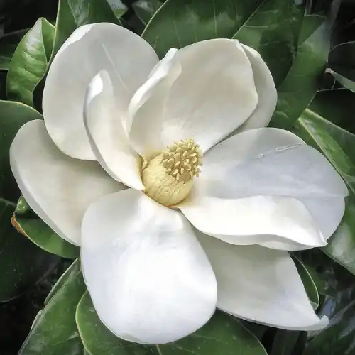 magnolia flower tree