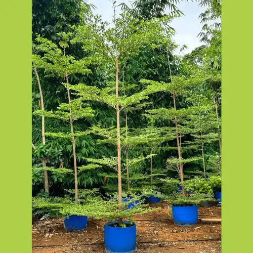 nakachua tree