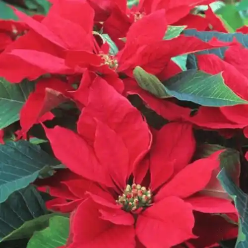 poinsettia flower plant
