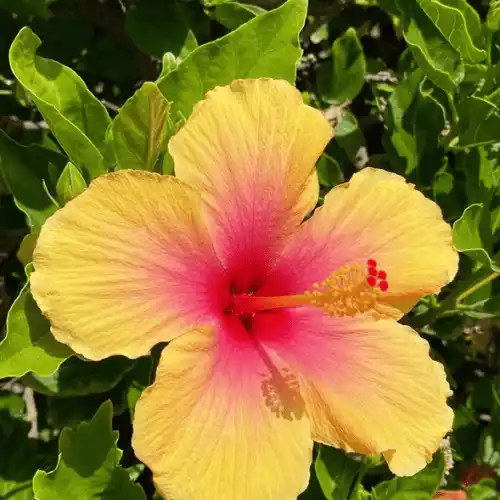 yellow hibiscus plant