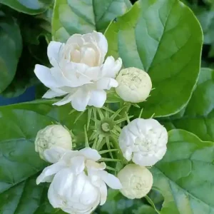 Indian Jasmine Plant