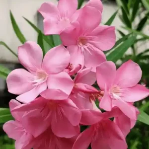 করবী গোলাপী