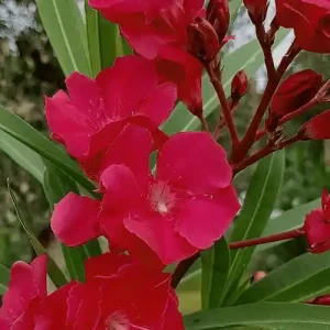 করবী লাল