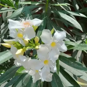 করবী সাদা