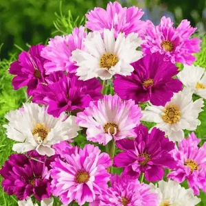 Cosmos Flower