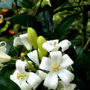 কামিনী ফুল গাছ