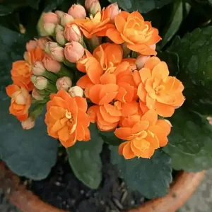 Kalia Flower
