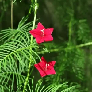 কুঞ্জলতা ফুল গাছ