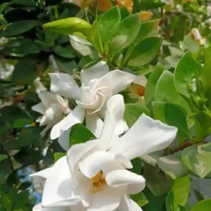 গন্ধরাজ ফুল