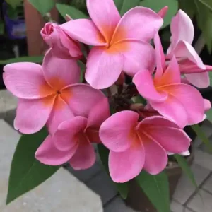 গোলাপী কাঠগোলাপ